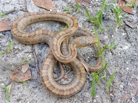 Yellow Rat Snake Florida Youtube