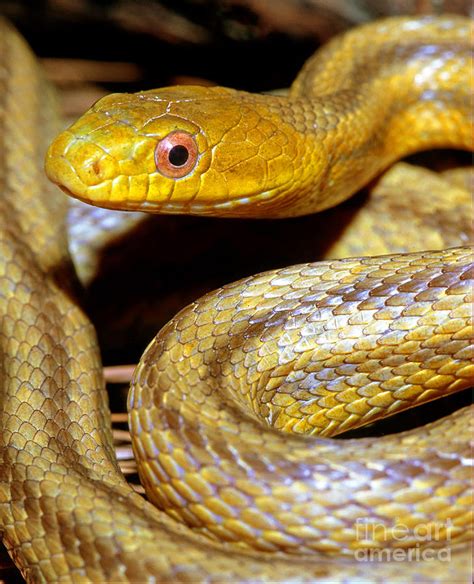 Yellow Rat Snake